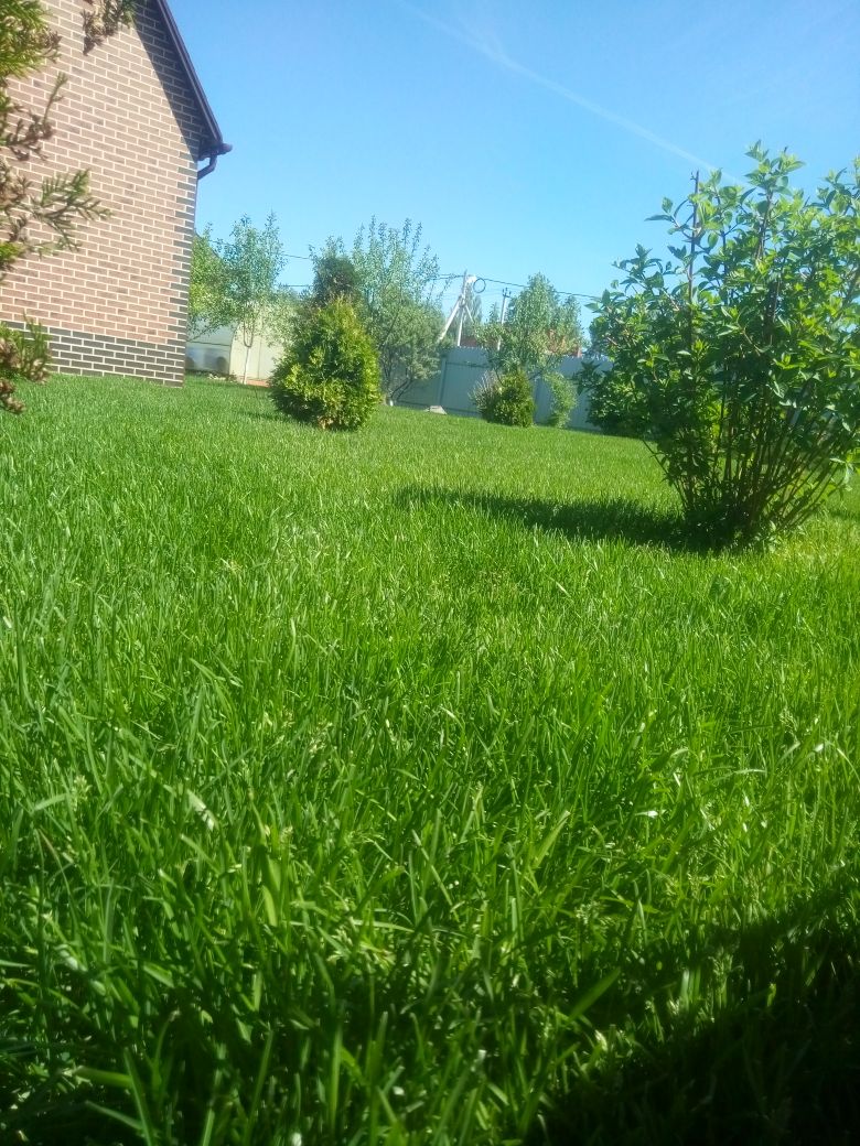 Ухоженный газон перед домом