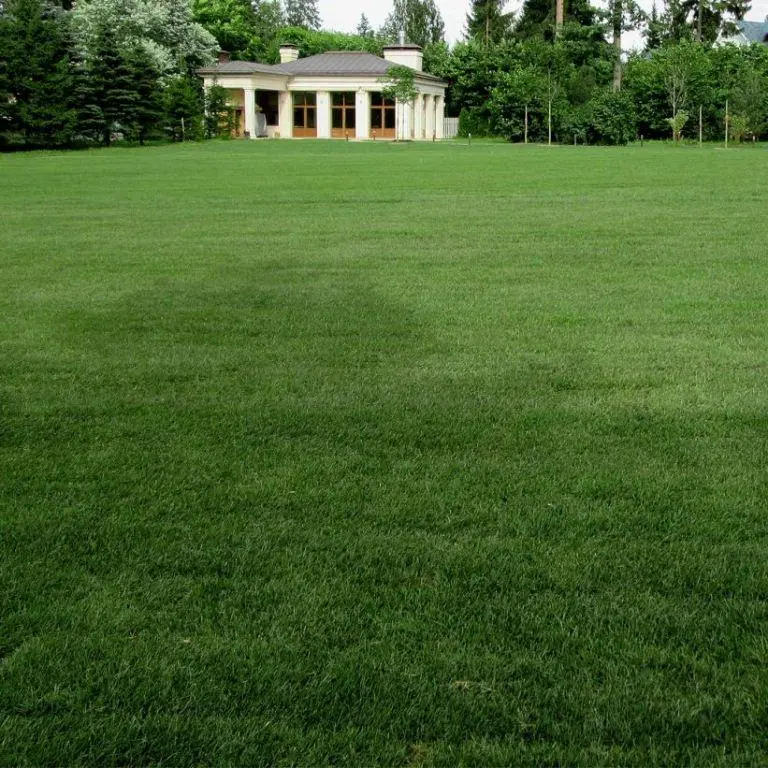 Рулонный газон в парке