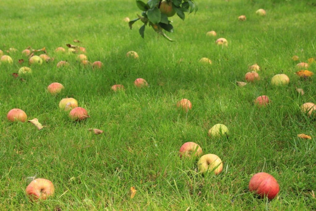 Яблоки на газоне
